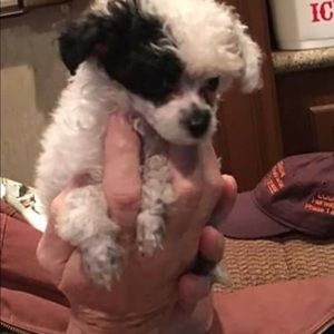 Meet your Posher, Bridget